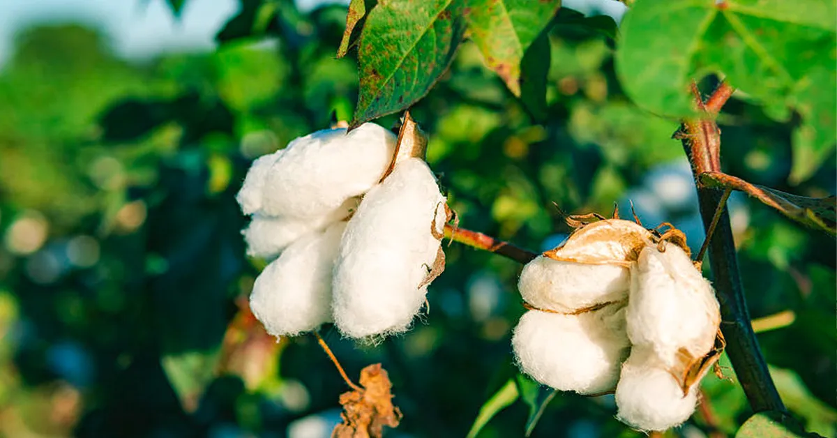 eco-friendly clothing manufacturer organic cotton fabric